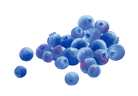 Drawing of a pile of blueberries