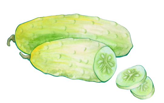 Drawing of a boothby blonde cucumber