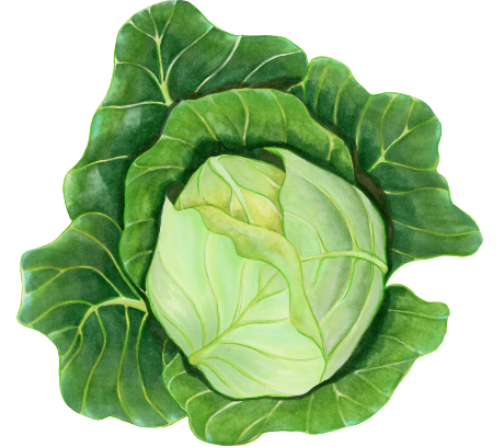 Drawing of a head of cabbage