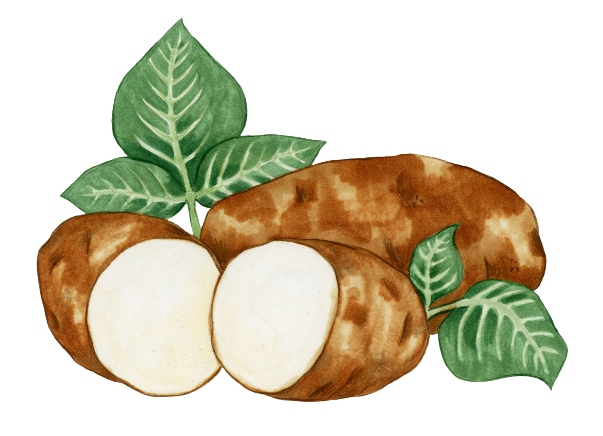 Drawing of a Caribou russet potato