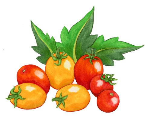 Drawing of grape tomatoes