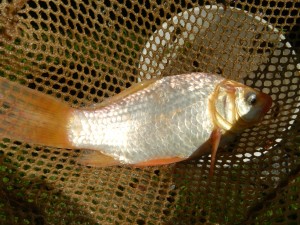 1 of the many large goldfish removed from a small pond in central Maine