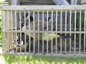 Geese in temporary cage waiting to be 'worked up'.