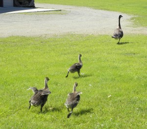 Adult bird released with 3 goslings, all banded.