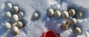 All of these eggs were nestled in one box. The eggs are divided according to species. The 8 on the left are hooded merganser eggs. The 9 on the right are wood duck eggs. Both of these species are capable of 'dump nesting', or parasitic nesting. This is when a hen of a given species will 'dump' her eggs in a box being used by another hen of the same or a different species in an attempt to trick the other hen into raising her young. Usually 'dump nests' are abandoned by both hens.