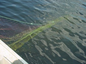 A gill net is retrieved. (Photo courtesy: Jim Pellerin)