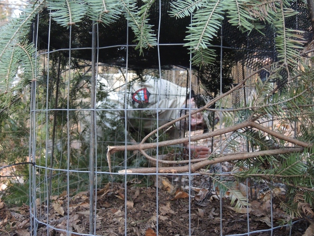 IFW Biologist Kelsey Sullivan peers into the holding area of the trap.