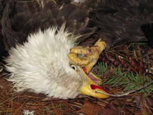 Eagle grip small