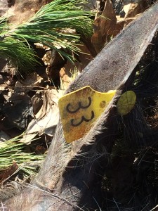 Ear tags such as this one help indentify GPS-collared moose.