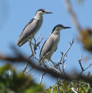 Adults perched during a ground survey. Photo by Brad Allen.