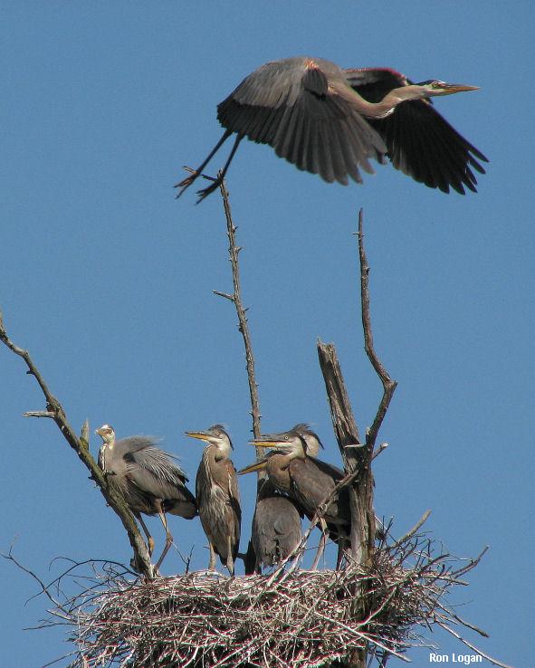 Adult great blue heron in flight over a nest with five young. Photo by Ron Logan.