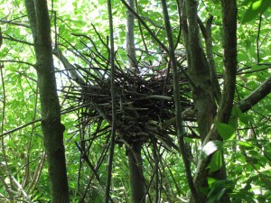 Their stick platform nests are often sparsely lined with grasses, and may be as close as 3 ft from one another.  