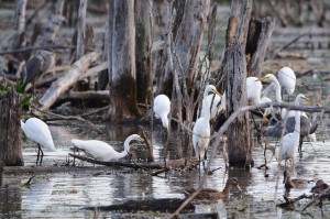 A dozen Great Egrets were seen near Bangor this August thru October, despite no known besting locations nearby. Photo by Steve Mierzykowski.