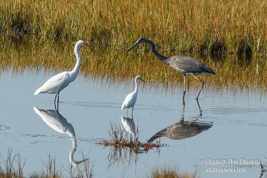 From left to right: Great Egret, Snowy Egret, and Great Blue Heron. Photo by Elizabeth Ann Edwards.