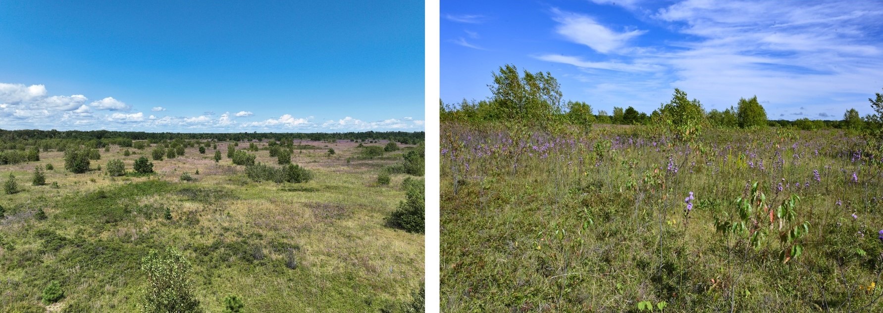 Two photos showing the regrowth of shrubby vegetation across a grassland two to three years after a prescribed burn.