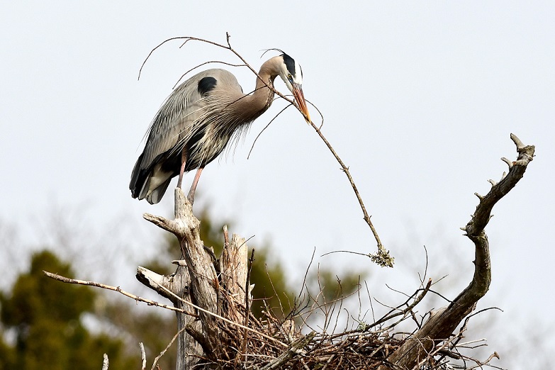 Great blue heron with a stick during nest building. Photo by Sherrie Tucker, New Harbor.