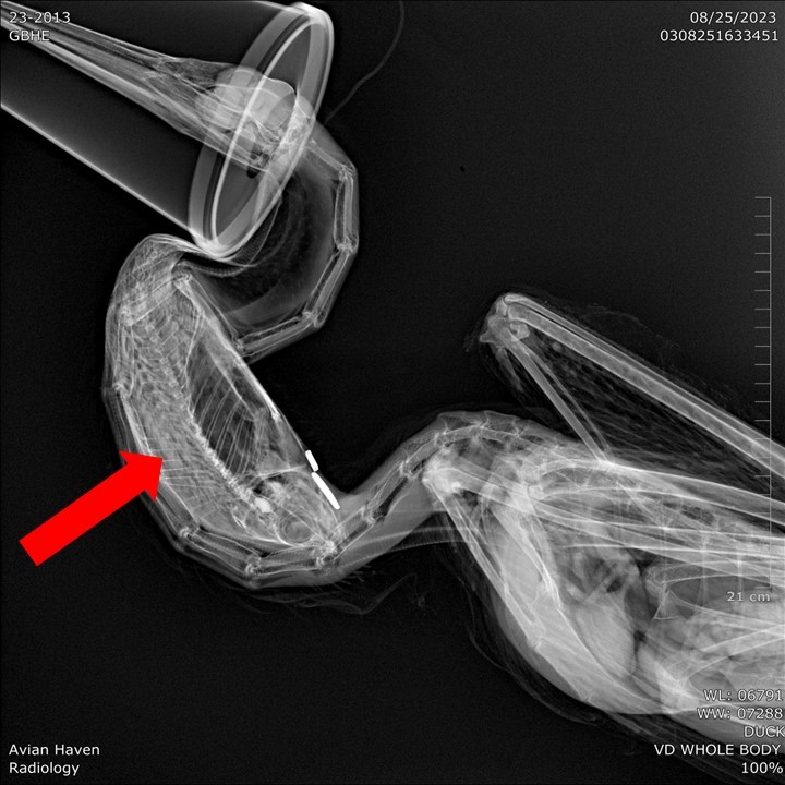 Radiograph showing the skeleton of a great blue heron and a whole fish in its throat (red arrow).