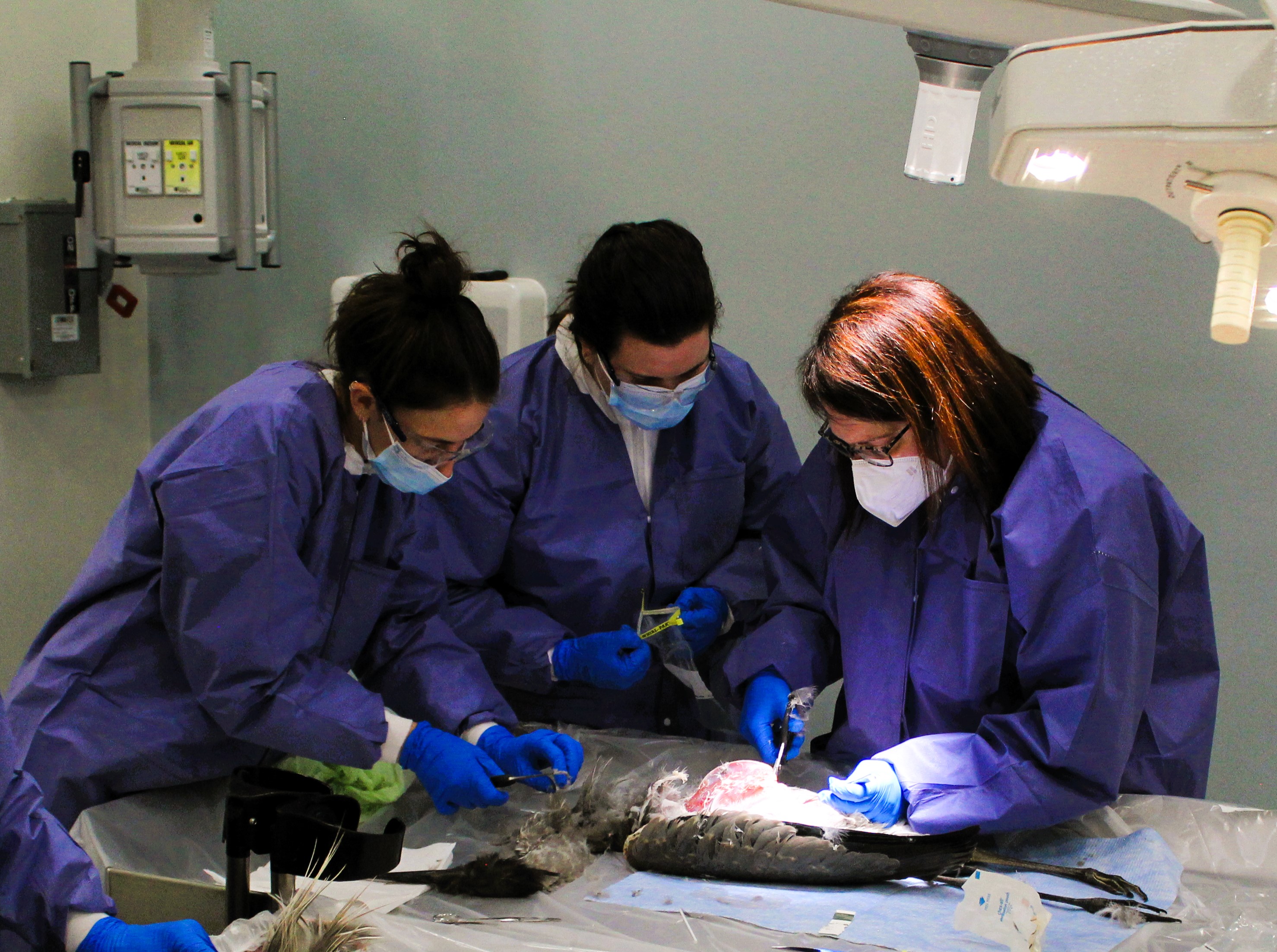 Three biologists in gowns, masks, and gloves, leaning over a dead great blue heron on a lab table. 