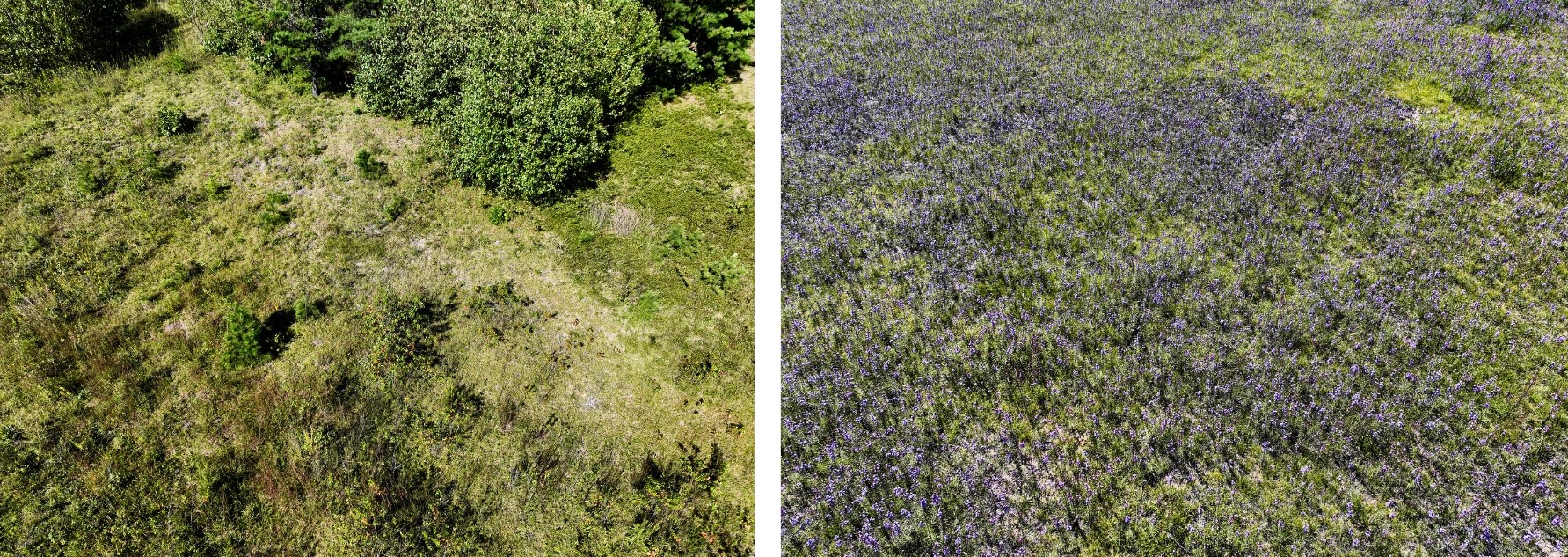 An aerial view of land that was burned several years ago compared with an aerial view of land burned last year. The first has thicker vegetation with more woody plants, and the second is blanketed with purple flowers.