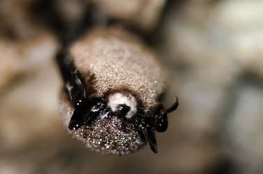 little brown bat with white nose syndrome