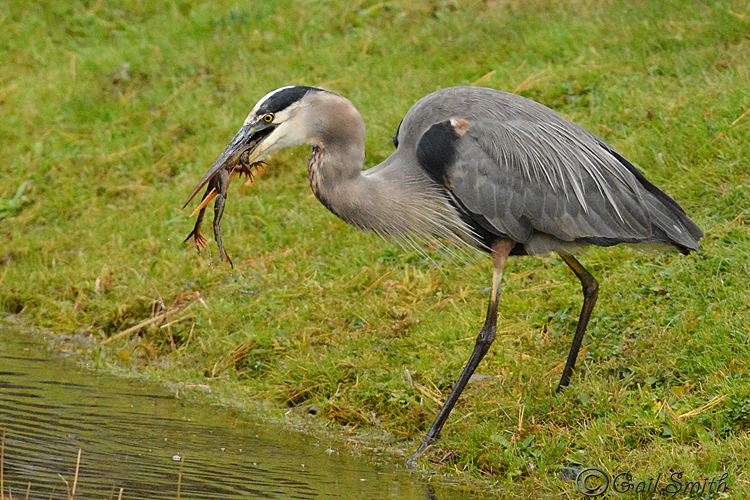 Adult great blue heron standing on the water's edge with a frog hanging out of its beak.