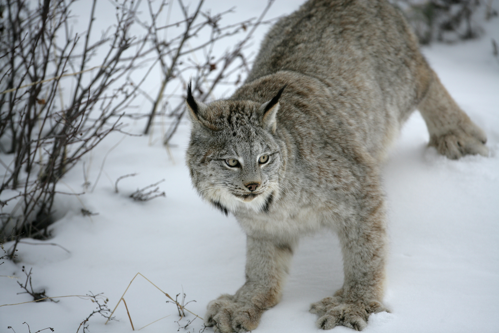Canada lynx in snow