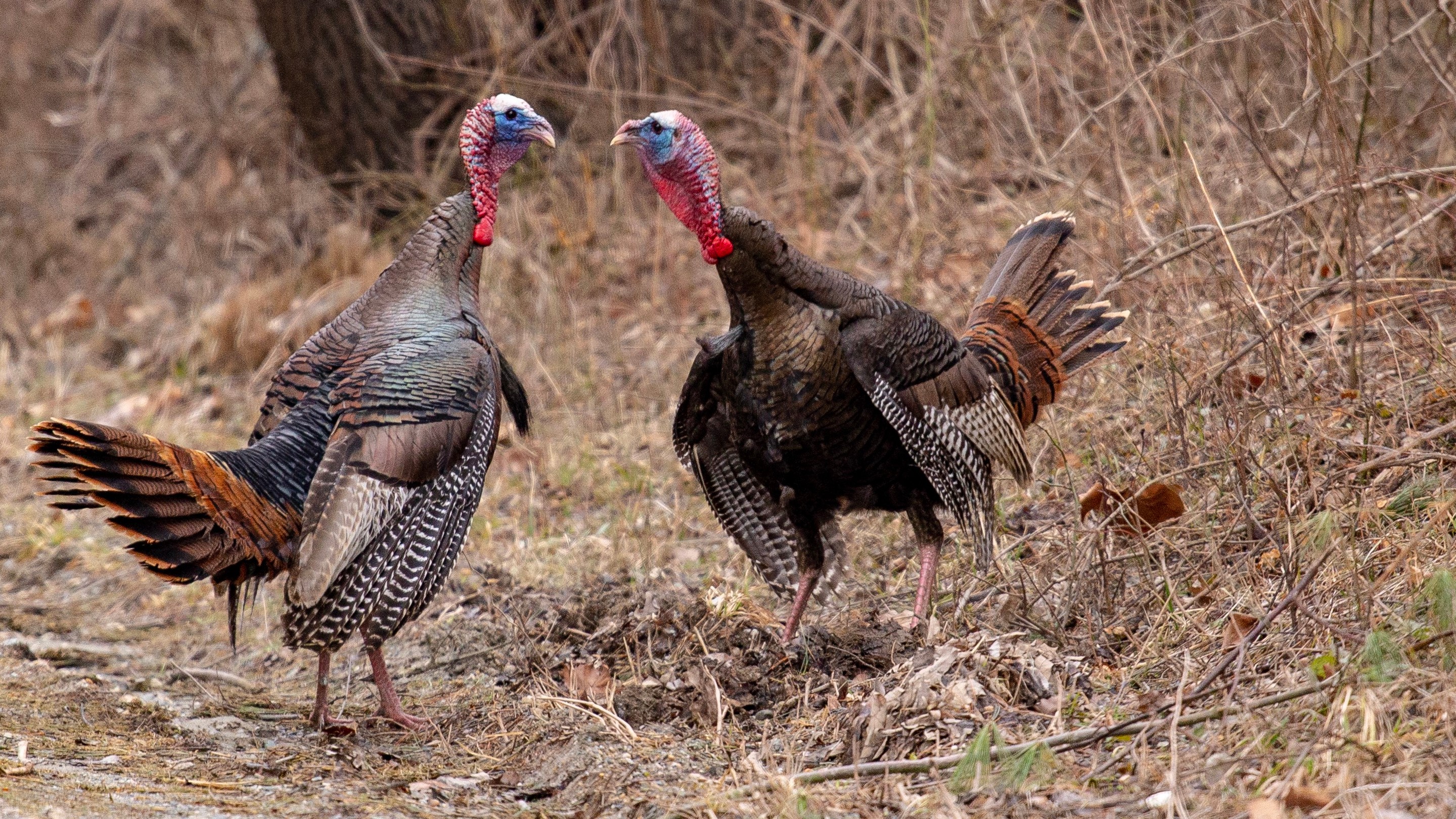 Two tom turkeys size each other up at a brushy forest edge.