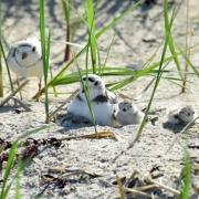 piping plover family portrait on beach