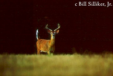 buck in field