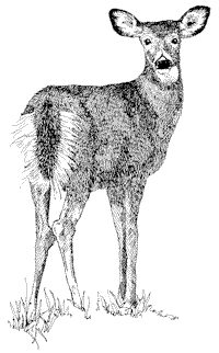 doe