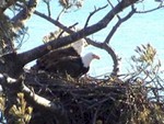 Eagle Nest