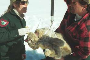 Weighing a lynx