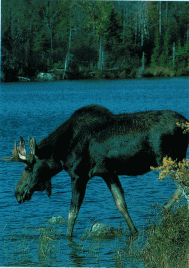 Moose in Allagash