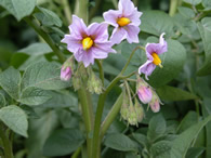 Potato plant with flowers blooming.