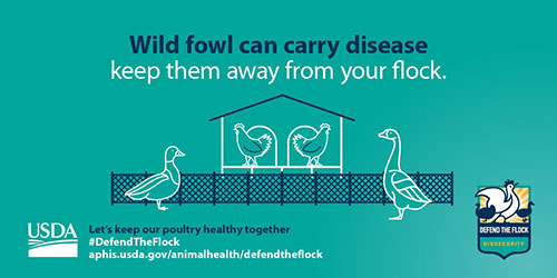 Facebook and Twitter graphic showing chickens with the text wild fowl can carry disease