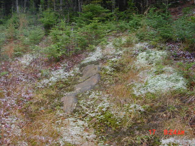 P10_Bedrock_Outcrop_Near_Point_20.jpg