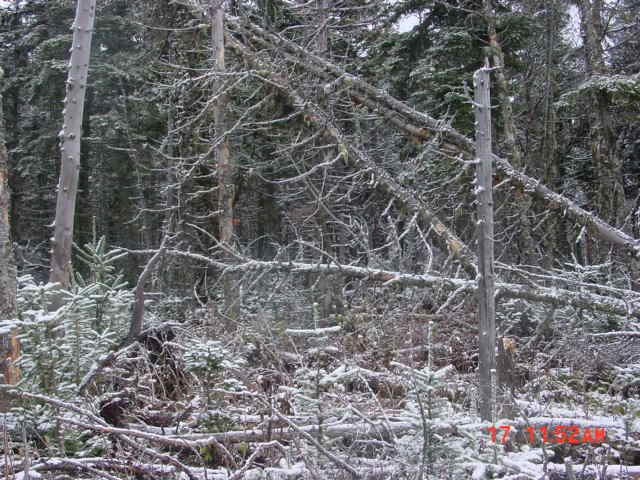 P22_Looking_North_At_End_Of_Tracking_Line_El_3420.jpg