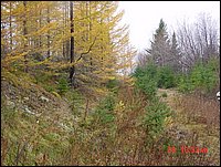 P03_Tamarak_Trees_Planted_Off_Re6_A_In_Early_1970s.jpg