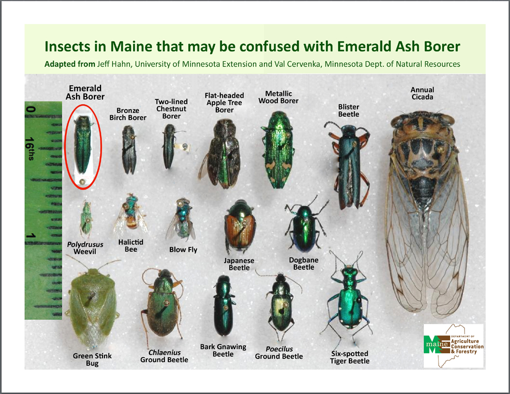 lookalikes of emerald ash borer