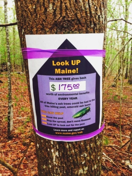 tagged ash tree at Acadia National Park