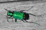 six-spotted tiger beetle, Cicindela sexguttata  (Coleoptera: Carabidae) PA-DCNR-Forestry Archive.  www.bugwood.org