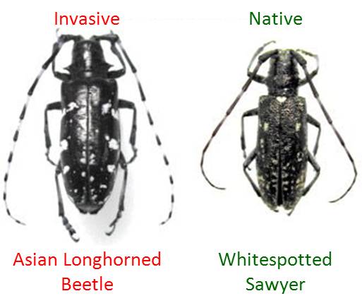 Asian longhorned beetle (left) beside native whitespotted sawyer.  Photo PA DCNR