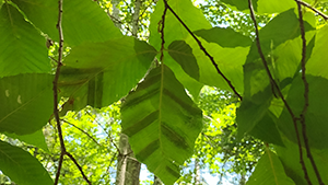 Dark banding between beech leaf veins is a symptom of BLD.
