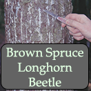 Resinosis from brown spruce longhorned beetle attack. Photo NRCAN