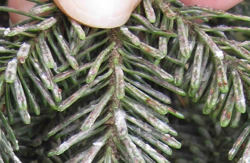 Elongate hemlock scale on Fraser fir (September 2011).  Photo: MFS