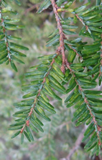 Needle discoloration caused by heavy elongate hemlock scale population on hemlock.  Photo: Maine Forest Service