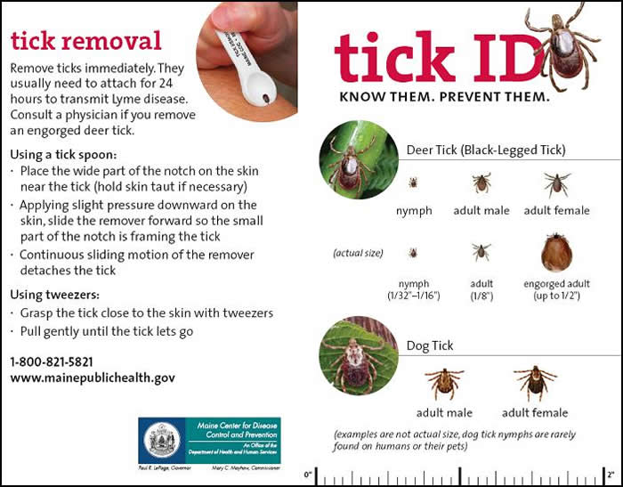 Maine CDC Tick ID tool