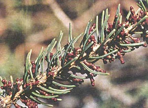 Aerial shoots of dwarf mistletoe on white spruce