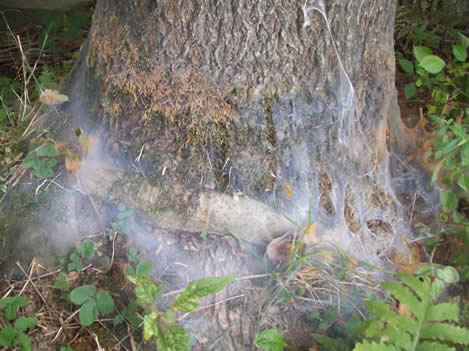 Ash spider mite webbing and mites (red).