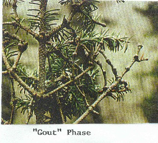 "Gout" Phase